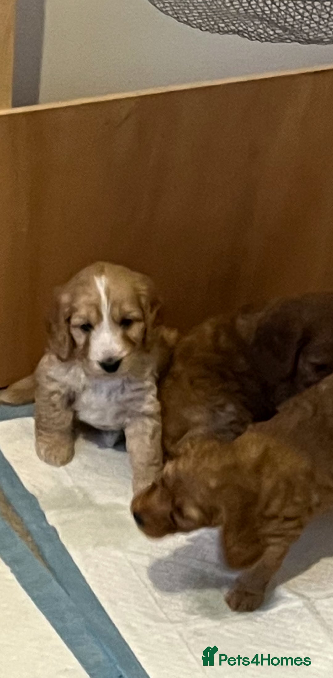 Cockapoo dogs for sale: 7 beautiful cockapoos baby’s  - Image 29