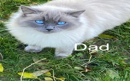 Ragdoll cats for sale: Beautiful Ragdoll Kittens ready to go!💙 - Image 4