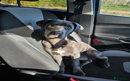 Mixed Breed dogs for sale: 9 month bulldog xspaniel (back up due to let down) - Image 6