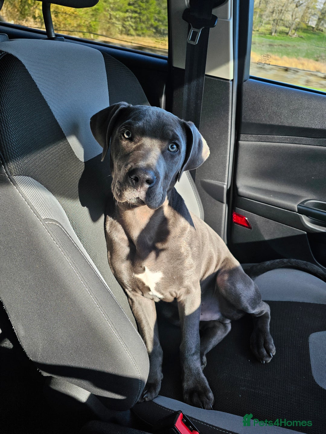 Mixed Breed dogs for sale: 9 month bulldog xspaniel (back up due to let down) - Image 6