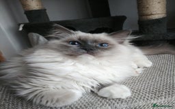 Ragdoll cats for stud: GCCF Active Register Seal Point Awesome Ragdoll in Luton - Image 11