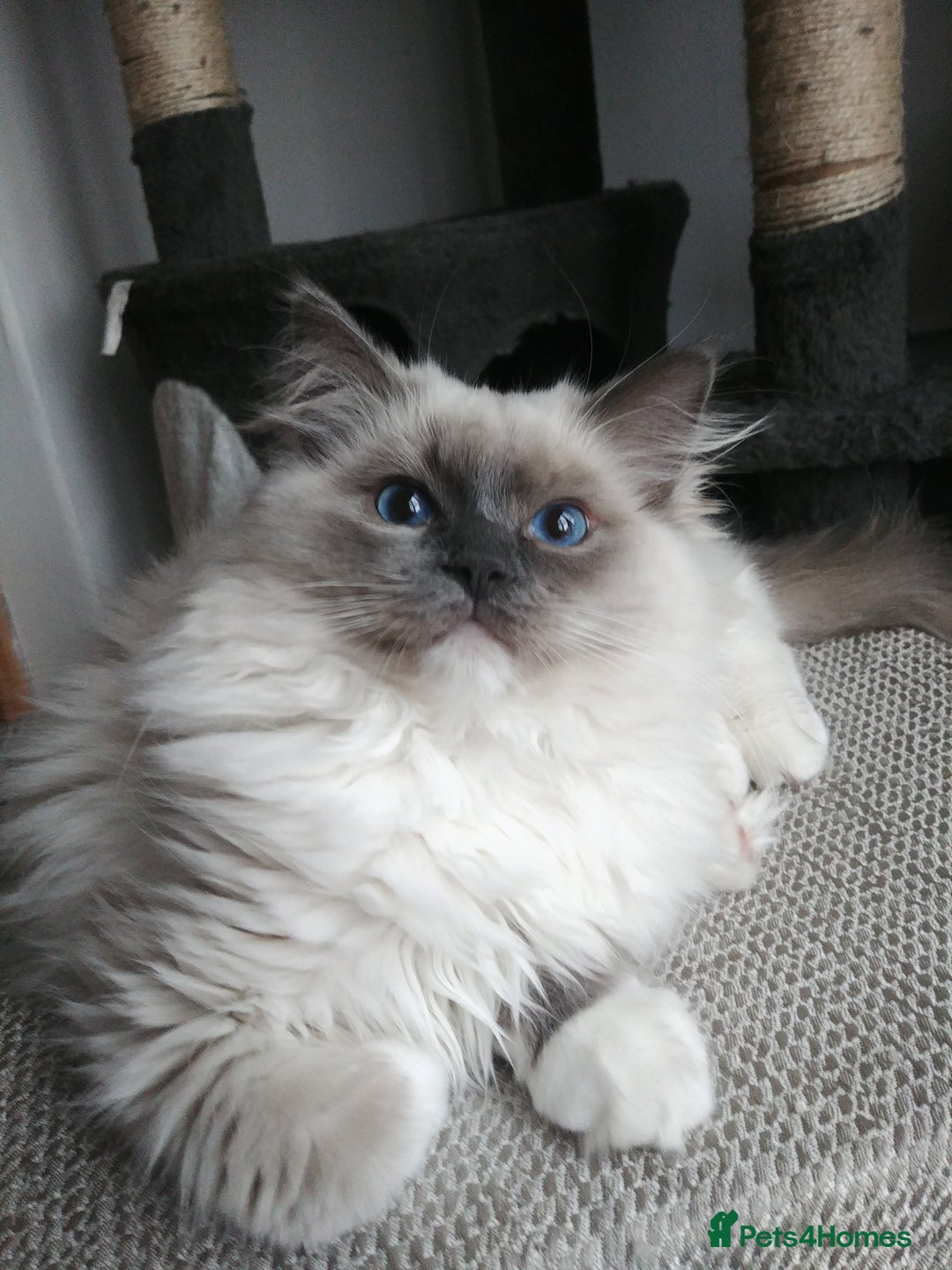 Ragdoll cats for stud: GCCF Active Register Seal Point Awesome Ragdoll in Luton - Image 11