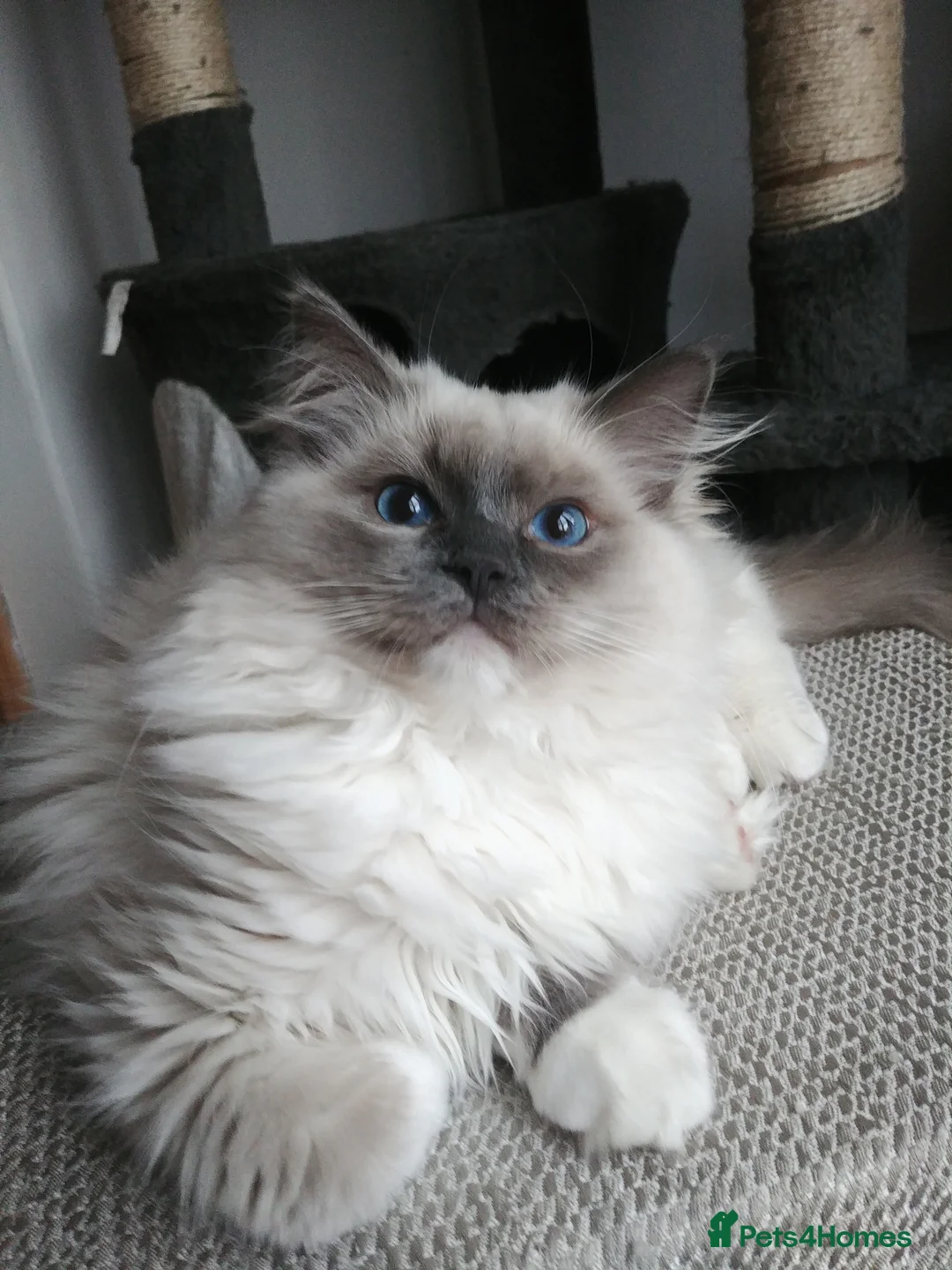 Ragdoll cats for stud: GCCF Active Register Seal Point Awesome Ragdoll in Luton - Advert 11