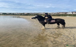 Irish Cob horses for sale: Heavy Blangdon traditional cob mare  - Advert 1