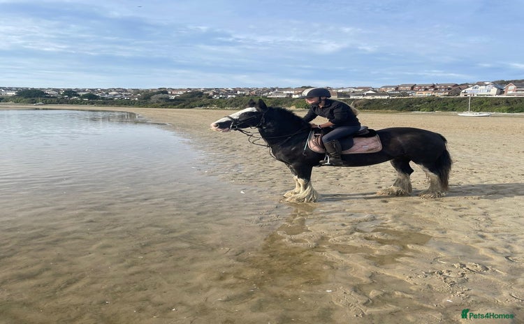 Irish Cob horses Heavy Blangdon traditional cob mare  - Advert 1