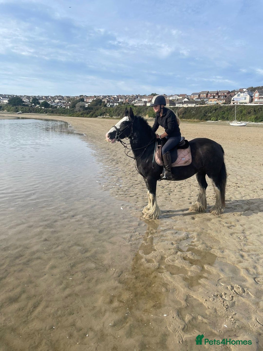 Irish Cob horses for sale: Heavy Blangdon traditional cob mare  - Advert 1
