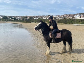 Irish Cob horses for sale: Heavy Blangdon traditional cob mare - Advert 1