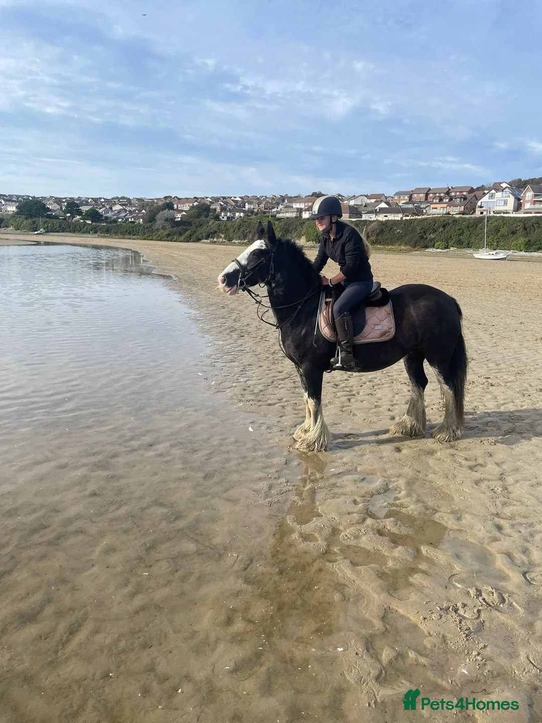 Irish Cob horses for sale: Heavy Blangdon traditional cob mare  - Advert 1