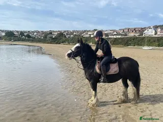 Irish Cob horses Heavy Blangdon traditional cob mare - Advert 4