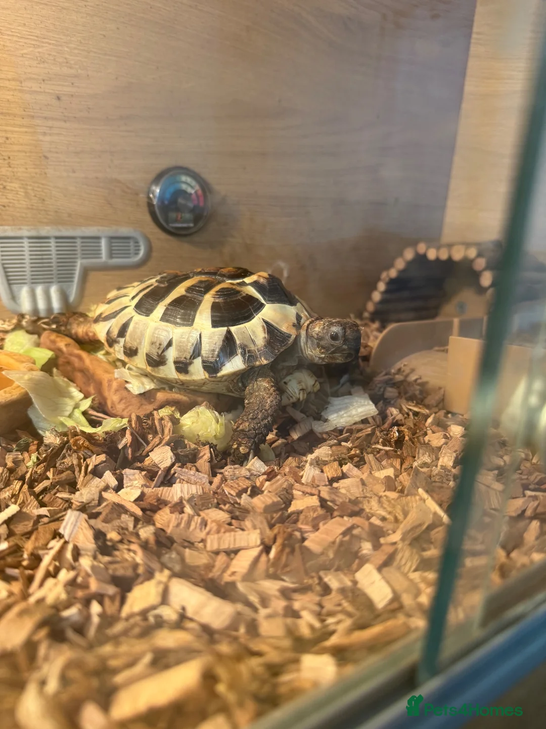 Hermann Tortoise reptiles for sale: Female tortoise 🐢  in Merthyr Tydfil - Advert 1