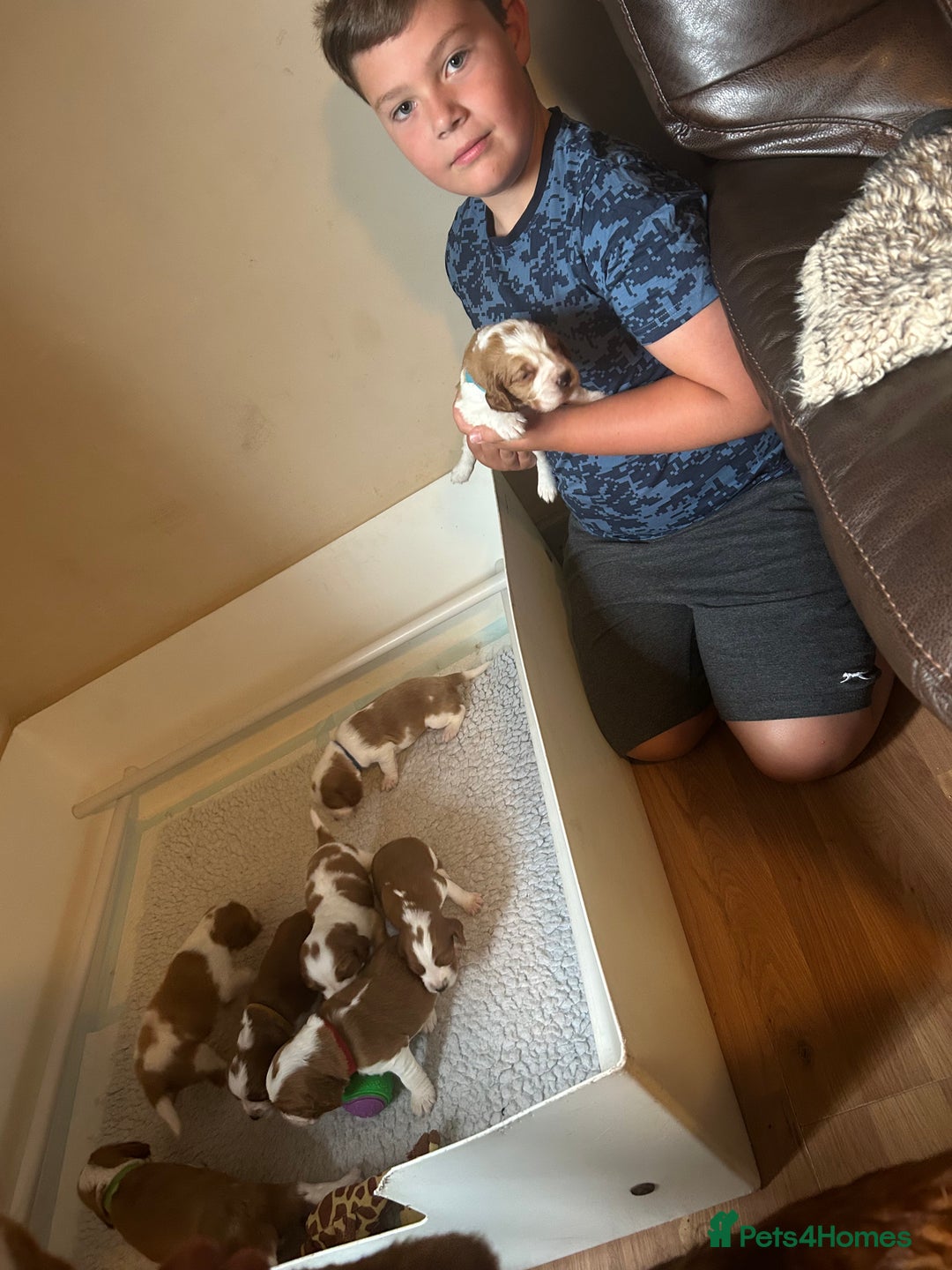 Welsh Springer Spaniel dogs for sale: Kc reg Welsh springer spaniel male puppies - Image 9