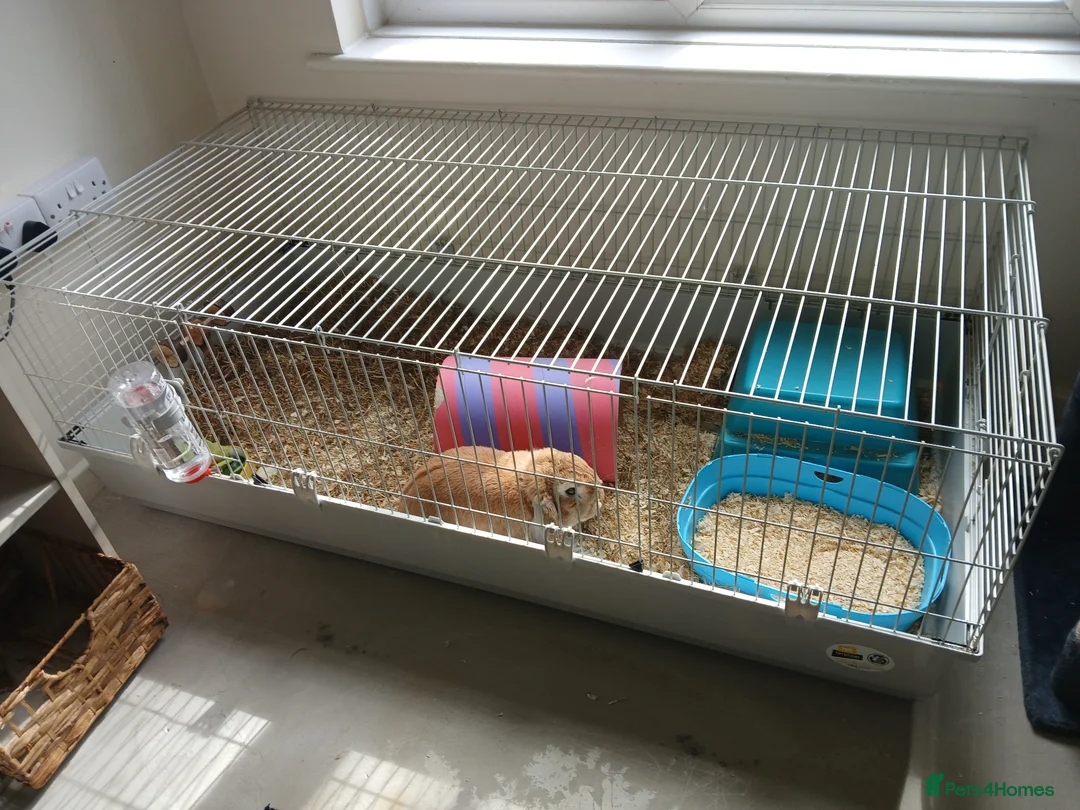 Mini Lop rabbits for sale: MALE RABBIT needs a home - Advert 4