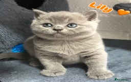 British Shorthair cats for sale: GCCF British shorthair kittens for Sale - Image 13