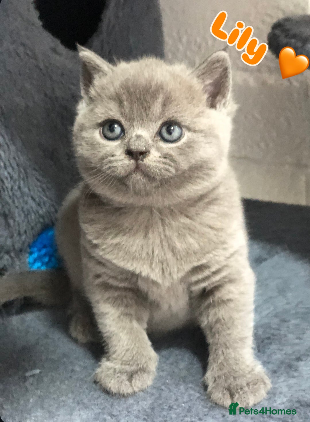 British Shorthair cats for sale: GCCF British shorthair kittens for Sale - Image 13