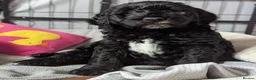 Sheepadoodle dogs for sale: (last girl) ❤️ F1 OES x Standard POODLE - Advert 15