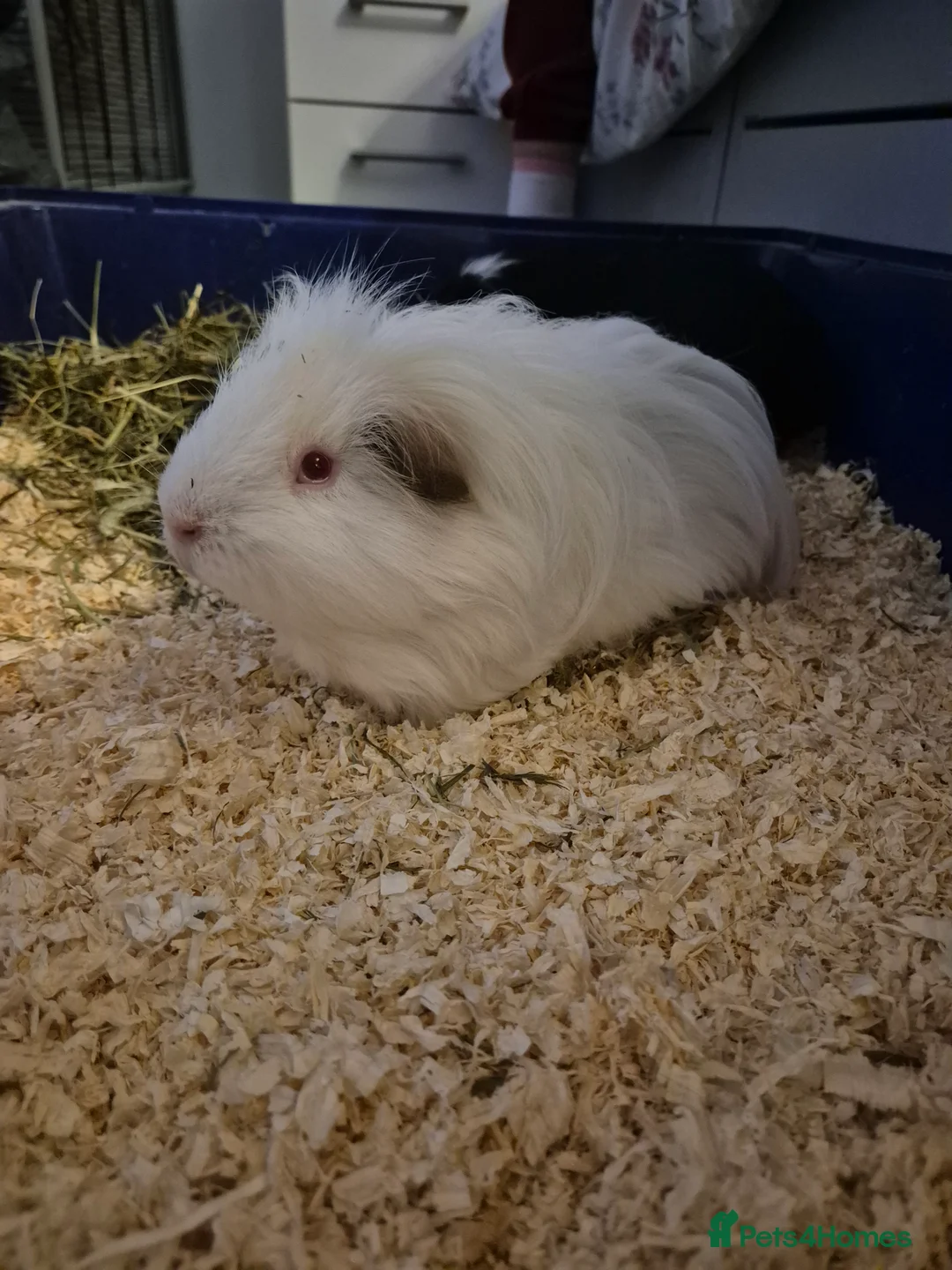 Guinea Pig rodents for sale: Pair of bonded boars looking for loving home  - Advert 4