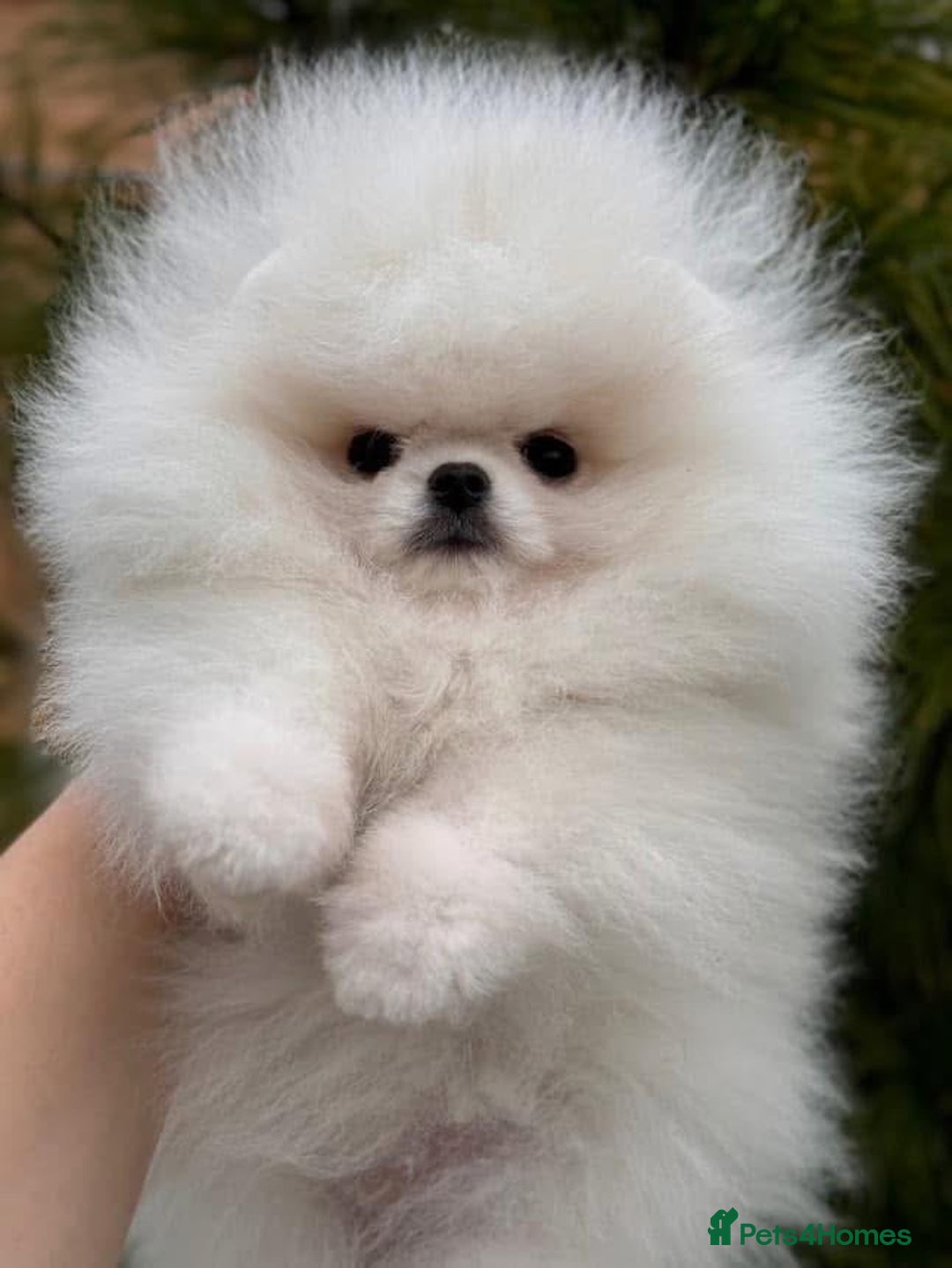 Pomeranian dogs for sale: Tiny white Pomeranian girl Russian import - Image 11