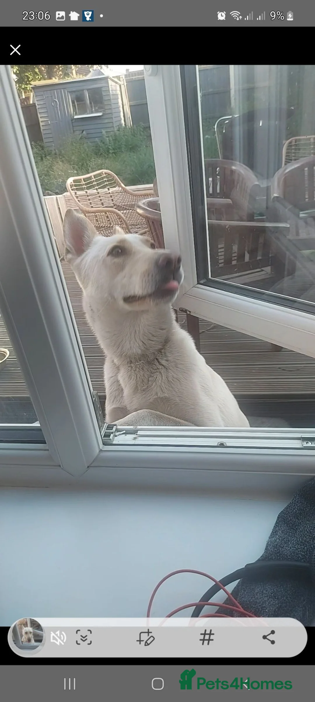 Mixed Breed dogs for sale: Female - Advert 2