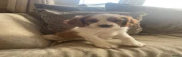Cavapoo dogs for sale: Cavapoo puppies  - Advert 10