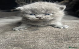 British Shorthair cats for sale: British short haired kittens ❤️ - Image 6