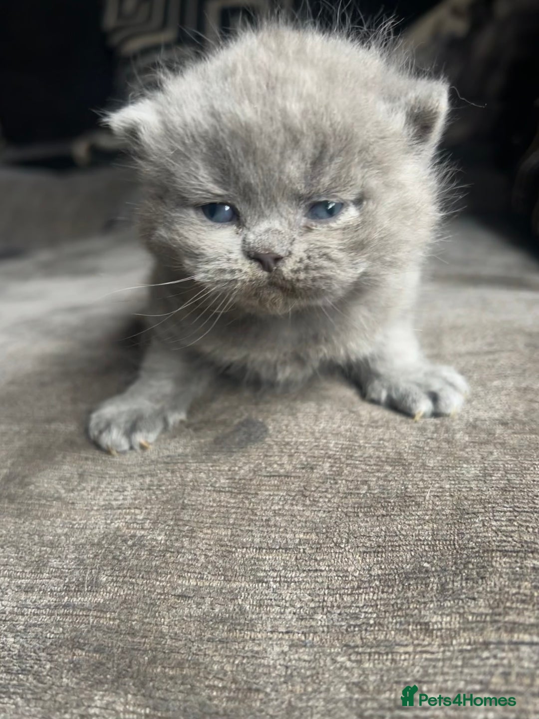 British Shorthair cats for sale: British short haired kittens ❤️ - Image 6