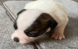 Jack Russell dogs for sale: 6 Jack Russell Puppies  - Advert 12