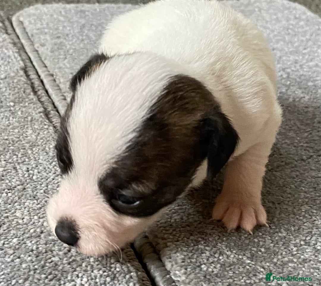 Jack Russell dogs for sale: 6 Jack Russell Puppies  - Advert 12