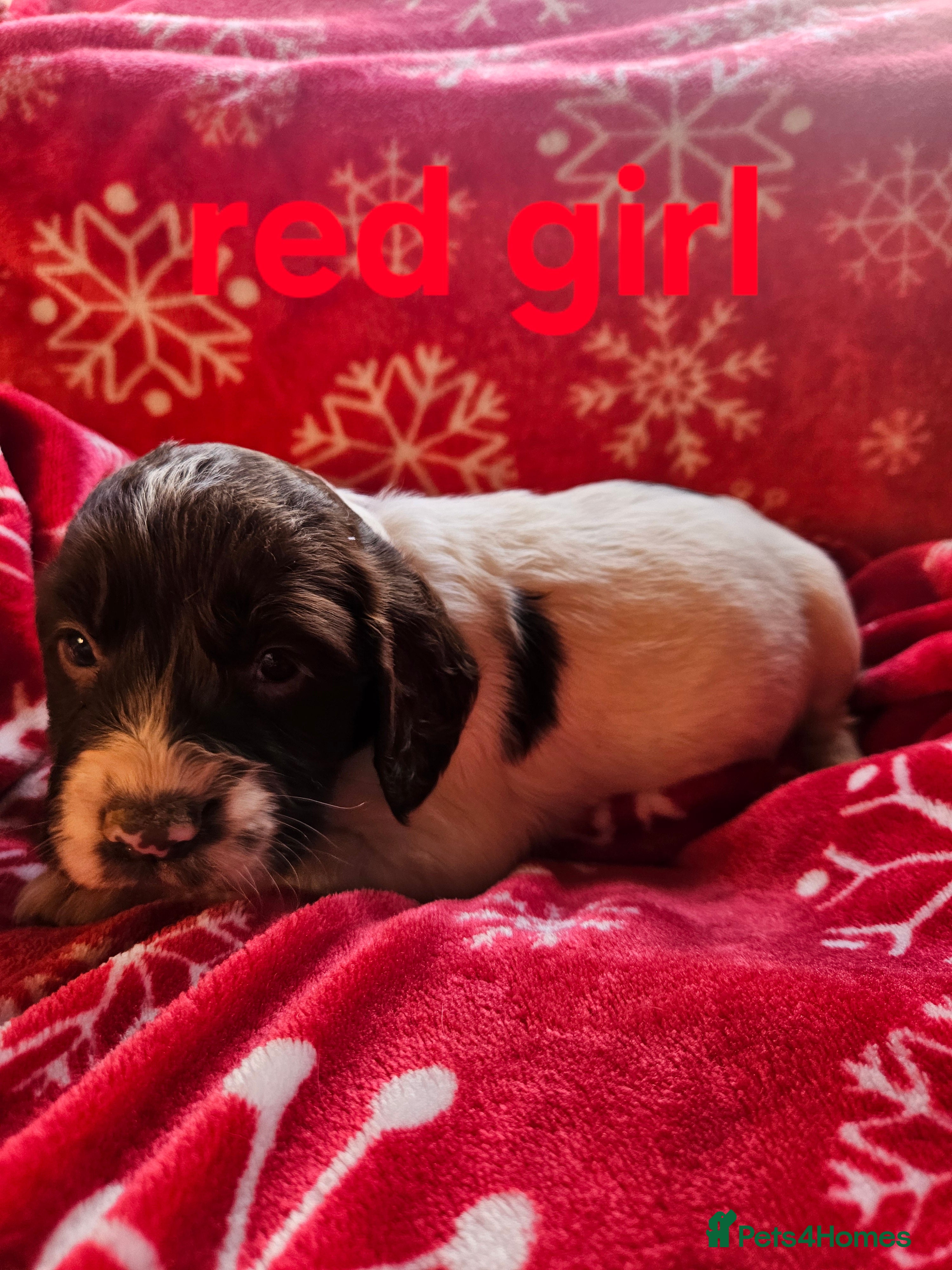 Cocker Spaniel dogs 6 cocker spaniels  - Advert 1