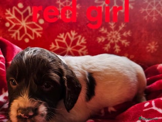 Cocker Spaniel dogs 6 cocker spaniels - Advert 1