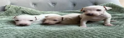 Italian Greyhound dogs for sale: 🐾Stunning cream kc registered iggys🐾 - Advert 10