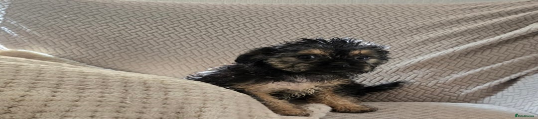 Mixed Breed Puppy 6