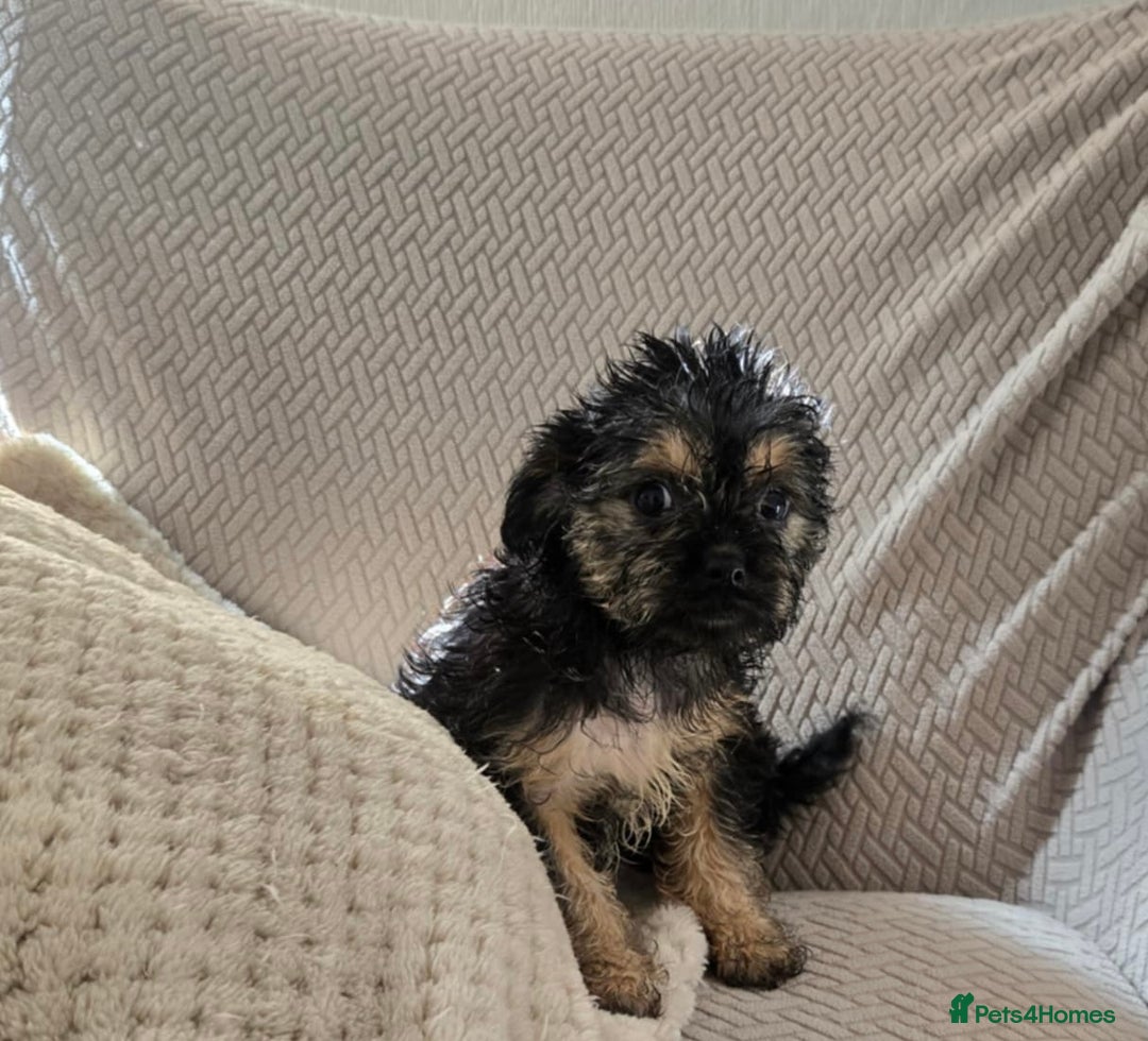 Mixed Breed dogs for sale: 6 jug x cavachon pups for sale  - Image 6