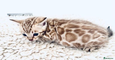 Bengal cats - Advert 7