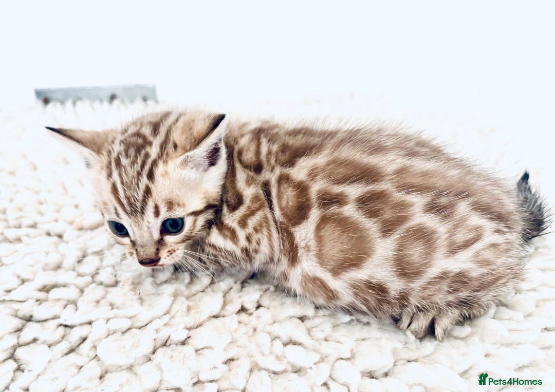 Bengal cats for sale: Seal mink snow & charcoal seal bengal  - Image 2