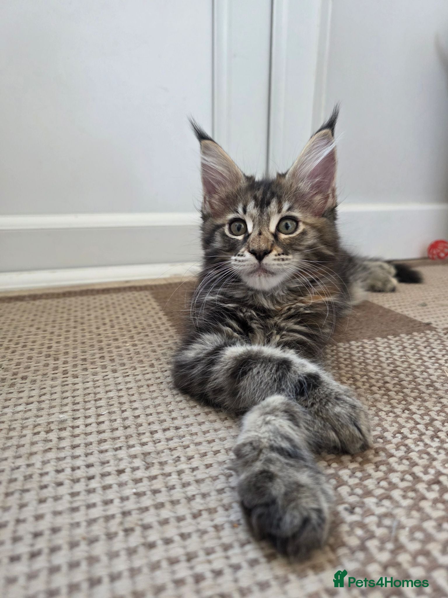 Maine Coon cats TICA Registered Maine Coon Kittens–Russian Line🐾 - Advert 1