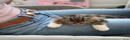 British Shorthair cats for sale: Beautiful cuddly kitten for adoption  - Advert 9