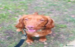 Cocker Spaniel dogs for sale: Simba  - Image 4