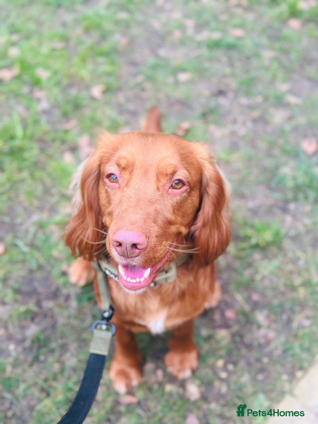 Cocker Spaniel dogs for sale: Simba  - Image 4