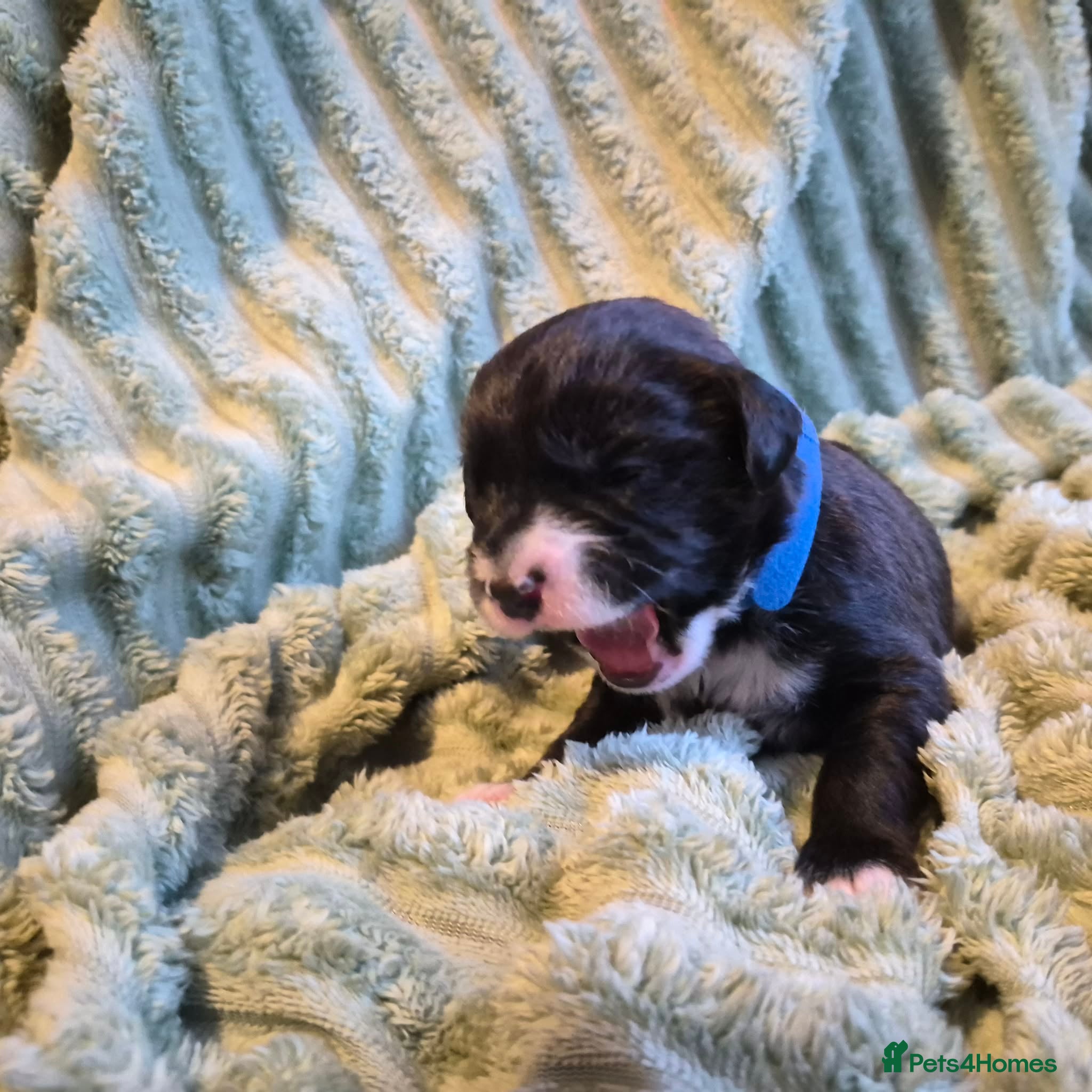 Mixed Breed dogs Boxer-Doodle Puppies  - Advert 17