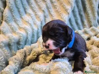 Mixed Breed dogs Boxer-Doodle Puppies - Advert 17