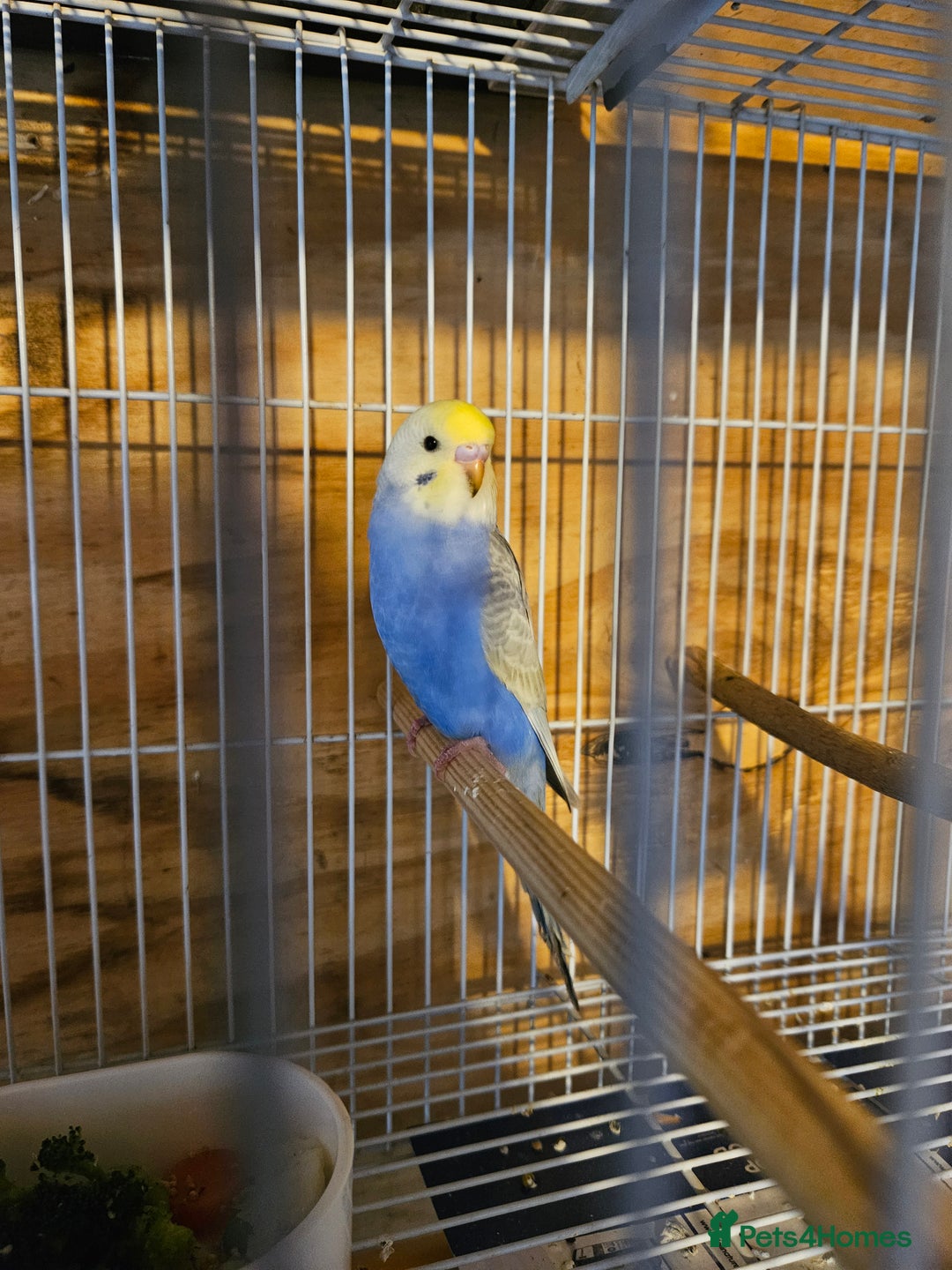 Budgerigars birds for sale: Young Budgies For Sale - Advert 3