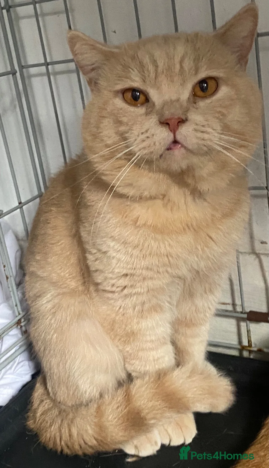 British Shorthair cats for sale: Cream male British shorthair  - Advert 3