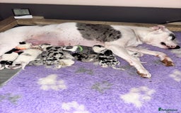 Mixed Breed dogs for sale: beautiful Bull/Greyhound puppies  - Image 1