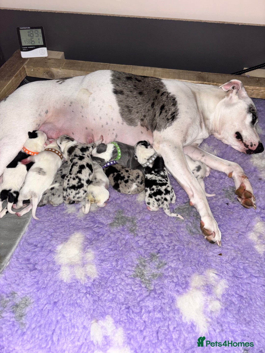 Mixed Breed dogs for sale: beautiful Bull/Greyhound puppies  - Image 1