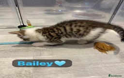 Mixed Breed cats for sale: 7 Beautiful Kittens 🩷💙 - Image 26