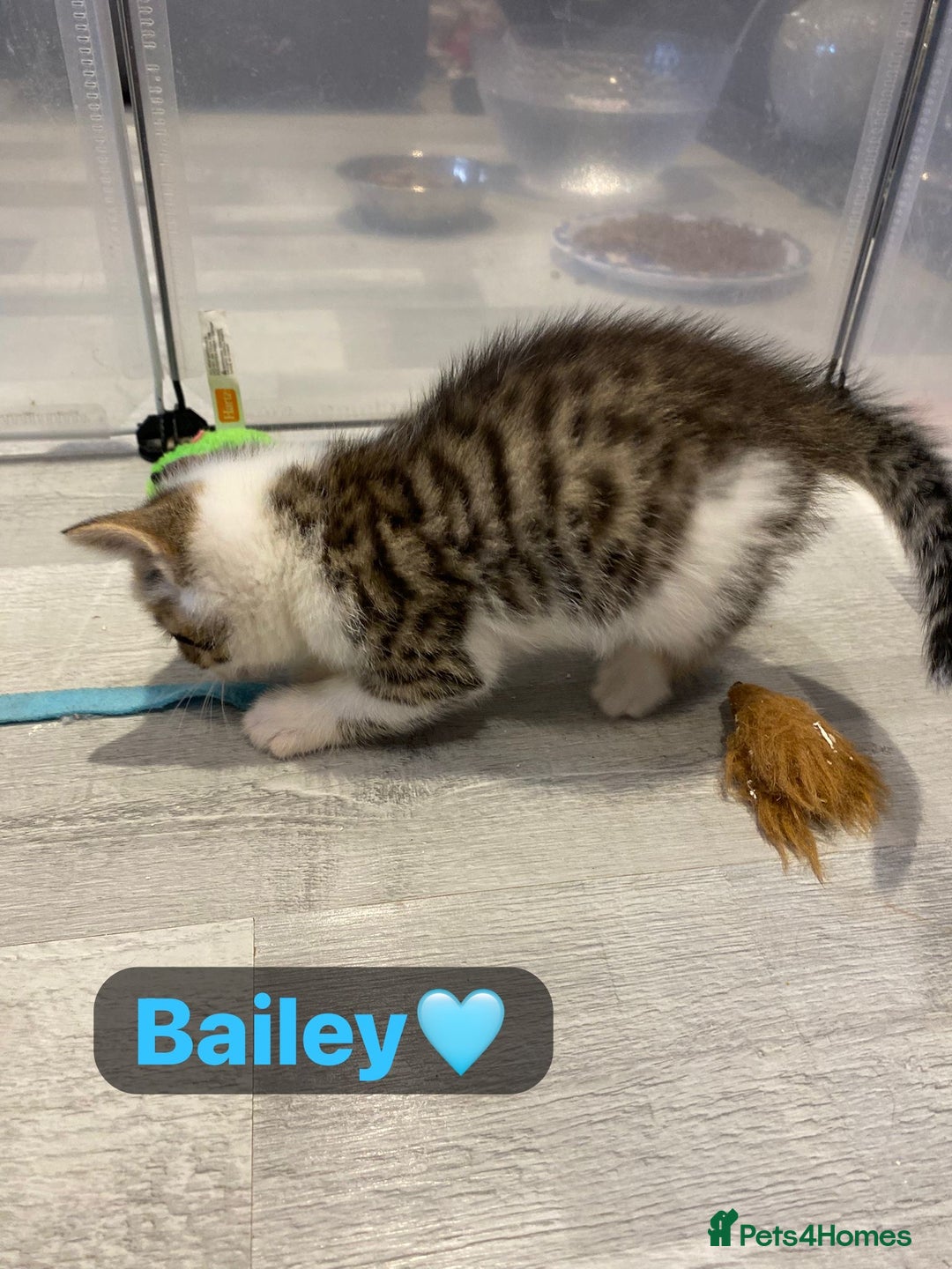 Mixed Breed cats for sale: 7 Beautiful Kittens 🩷💙 - Image 26