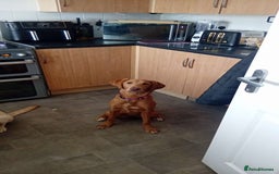 Labrador Retriever dogs for sale: Beautiful fox red girl looking for her forever hom - Image 8