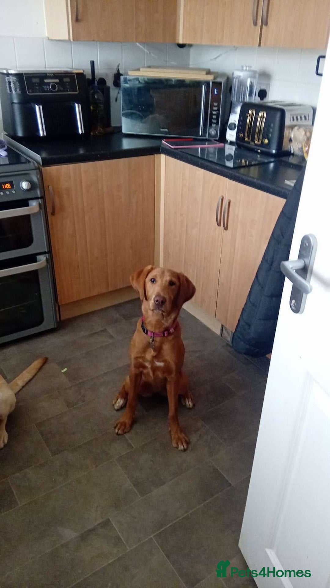 Labrador Retriever dogs for sale: Beautiful fox red girl looking for her forever hom - Image 8