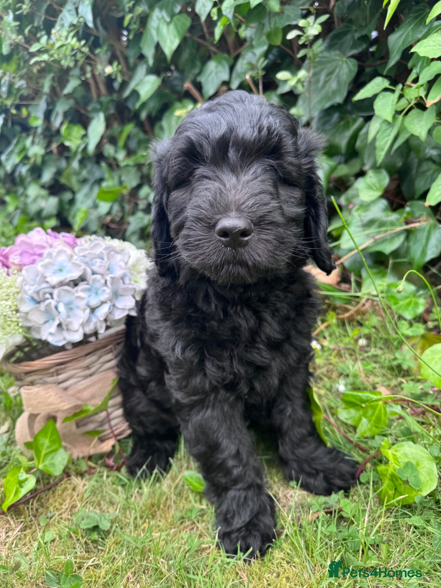 Mini Goldendoodle dogs F1 Mini Goldendoodles  *READY NOW* - Advert 1