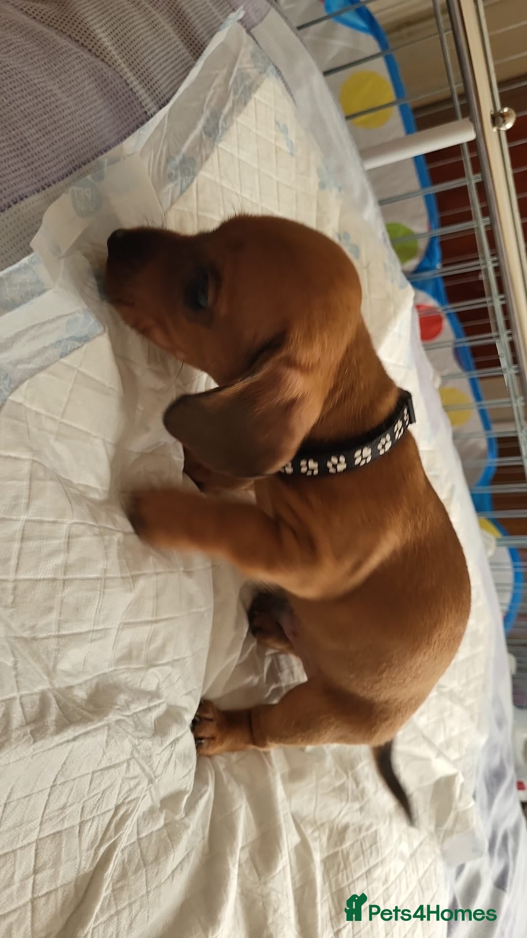 Dachshund dogs for sale: Smooth Haired Dachshund puppies - Advert 21